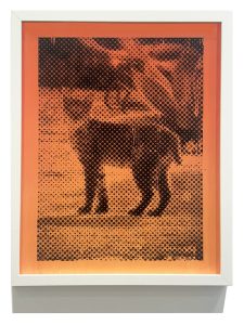 Donnie Molls El Bobcat 2, 2026 Mixed Media acrylic on paper 16 x 19 in / 40.64 x 48.26 cm Framed: 20.75 x 16.625 / 52.7 x 42.2 cm