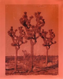 Donnie Molls Three Joshua Trees, 2026 Mixed Media oil on paper 16 x 19 in / 40.64 x 48.26 cm Framed: 20.75 x 16.625 / 52.7 x 42.2 cm