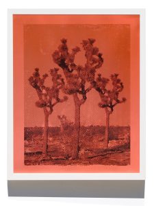 Donnie Molls Three Joshua Trees, 2026 Mixed Media oil on paper 16 x 19 in / 40.64 x 48.26 cm Framed: 20.75 x 16.625 / 52.7 x 42.2 cm