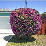 Robert Landau | Floating Bush, 2015 | Archival pigment print, Ed. of 25 | 16 x 20 in