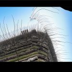 Arthur Barrett | Bakersfield Almond Orchard, 2025 | Print, Ed. of 25 | 20 x 16 in